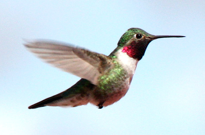 [Broad-tailed hummingbird]