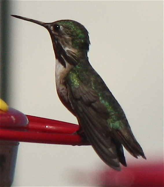 [Calliope hummingbird]