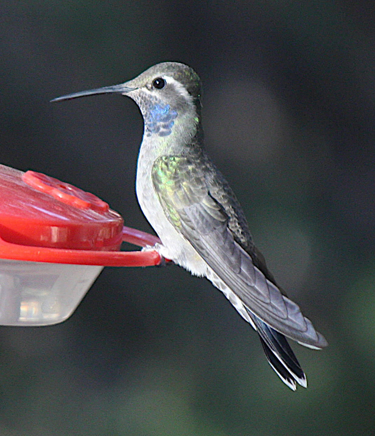 [Blue-throated hummingbird]