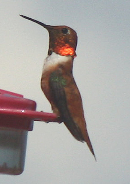 [Rufous hummingbird]