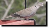 [ Eurasian collared dove ]