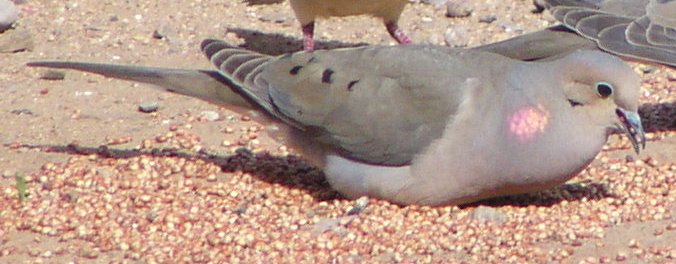 [Mourning dove]