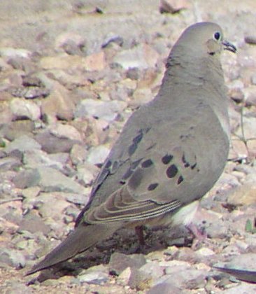 [Mourning dove]