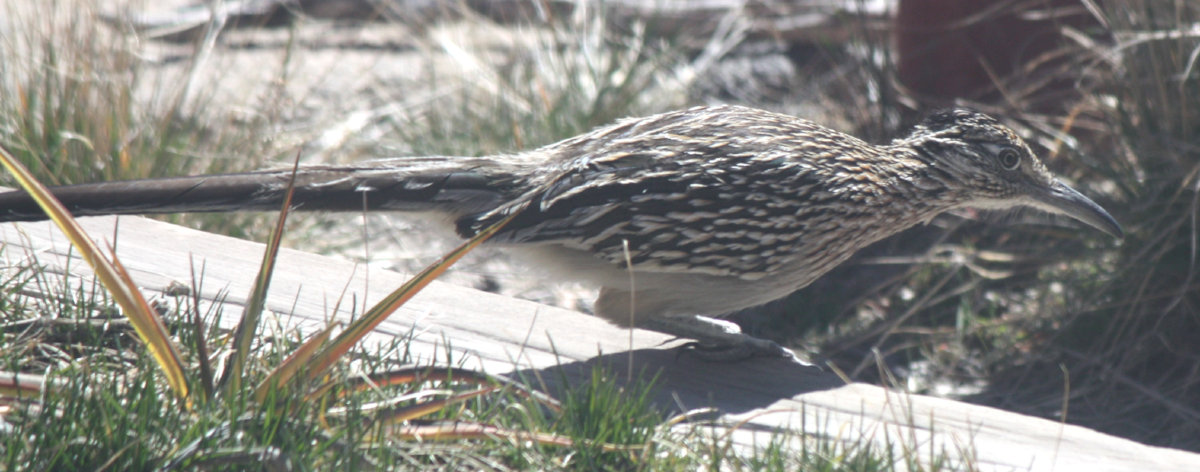 [Greater roadrunner]