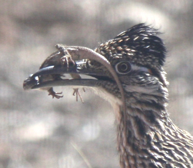 [close-up, Roadrunner with fence lizard]