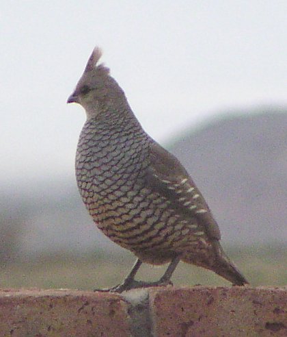 [Scaled quail]