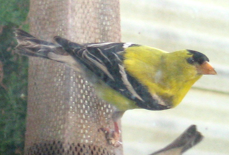 [American goldfinch]