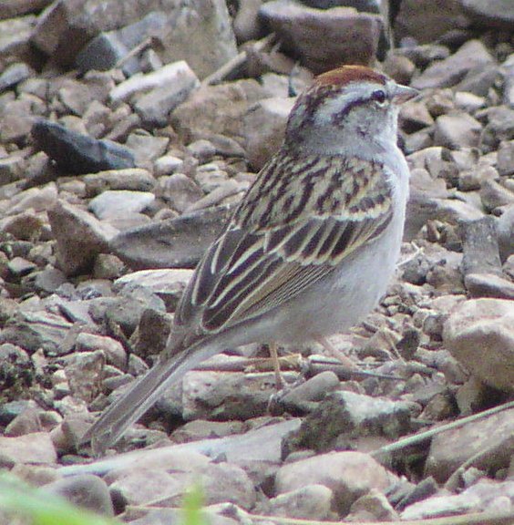 [Chipping sparrow]