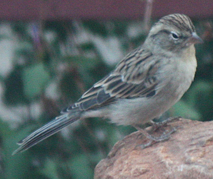[Chipping sparrow]