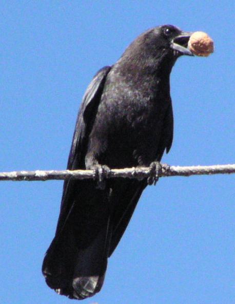 [Common crow]
