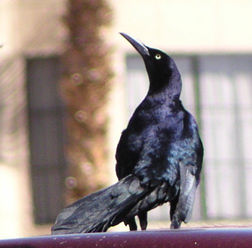 [Great-tailed grackle]