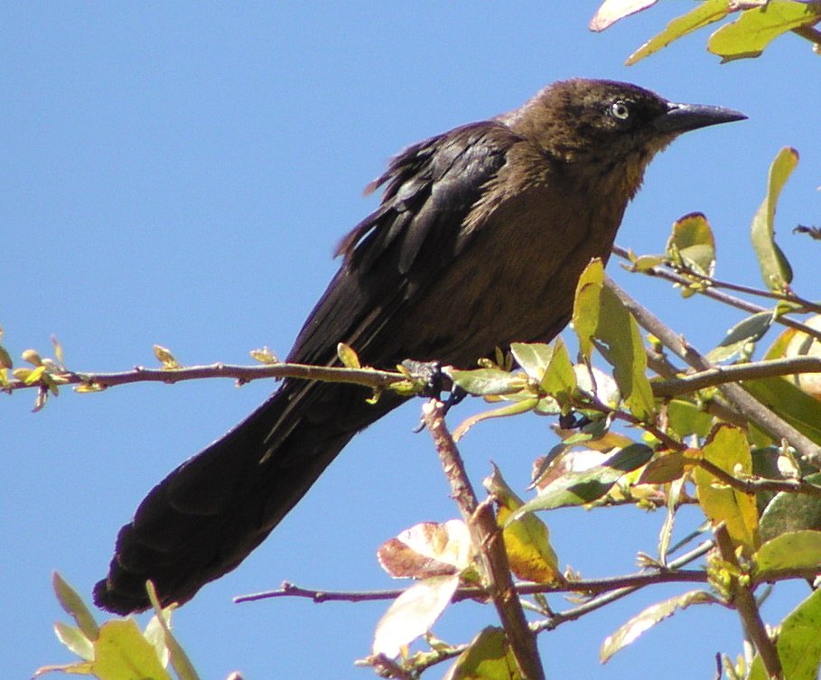 [Great-tailed grackle]