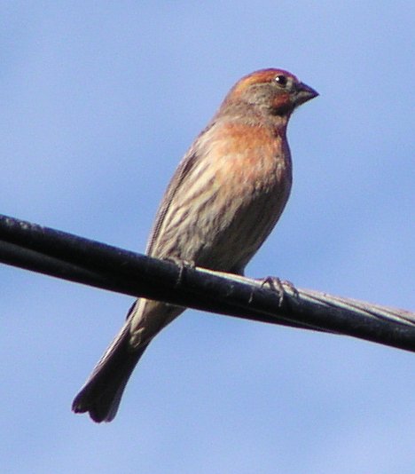 [House finch]