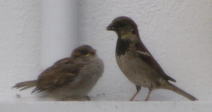 [European house sparrow]