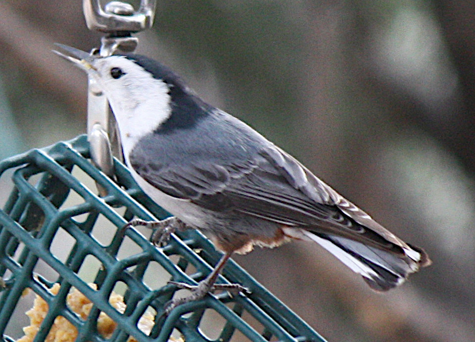 [White-breasted nuthatch]