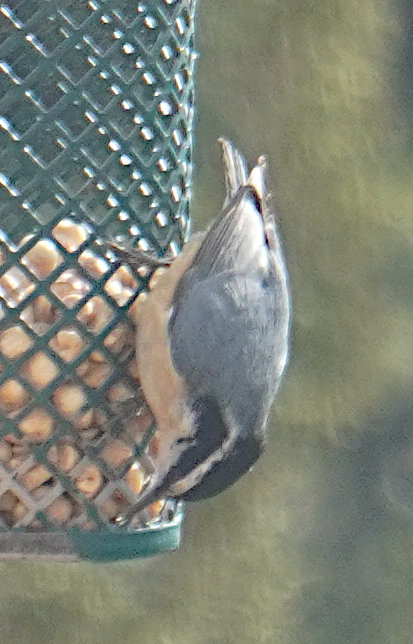 [Red-breasted nuthatch]
