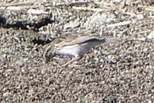 [Savannah sparrow]