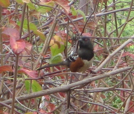 [Spotted towhee]
