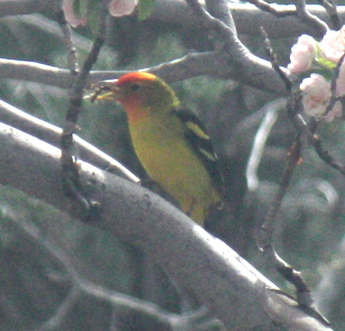 [Western tanager]