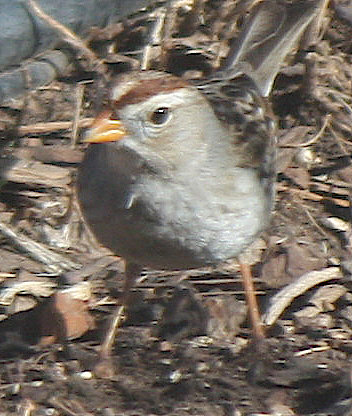 [White-crowned sparrow]