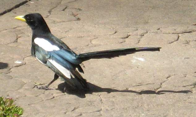 [Yellow-billed magpie]