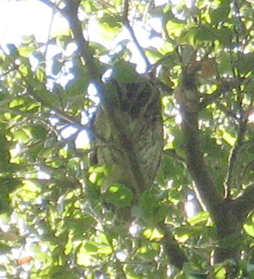 [small owl, maybe a young screech owl?]