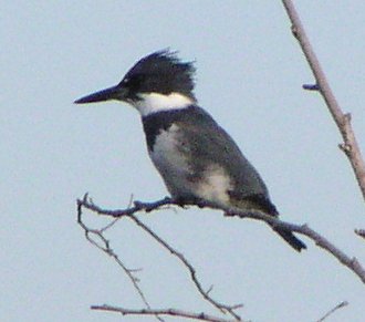 [Belted kingfisher]