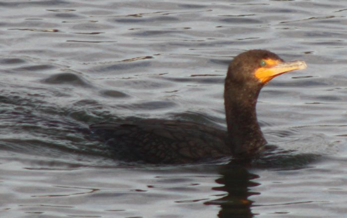 [Double-crested cormorant]