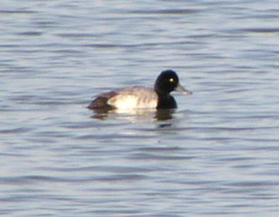 [Greater scaup]
