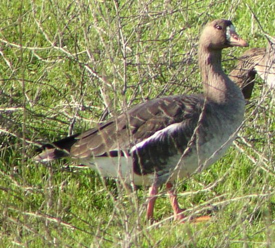 [Greater white-fronted goose]