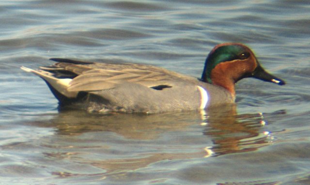 [Green-winged teal]