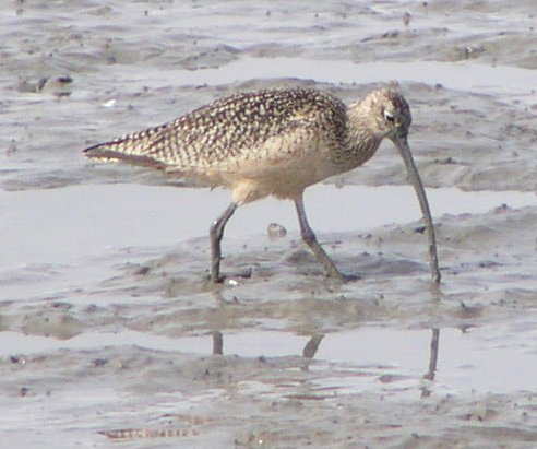 [Long-billed curlew]