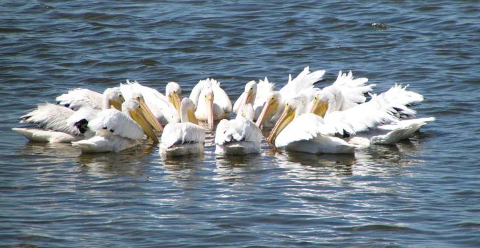 [White pelican]
