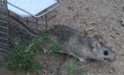 [Woodrat released from trap]