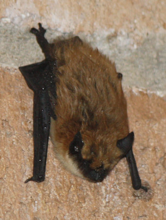 [Myotis bat hanging just outside the front door]