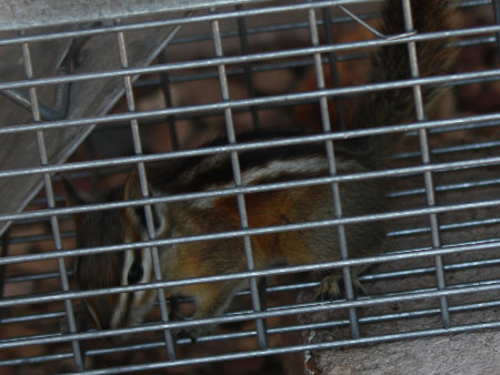 [chipmunk caught in our rat trap]