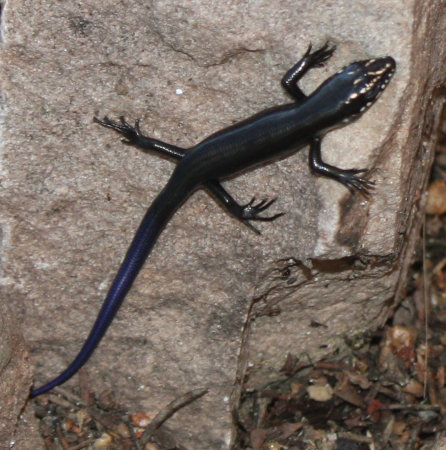 [Baby Great Plains skink]