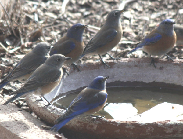 [bluebirds hanging out at the water dish]