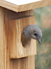 [bluebird peering out from birdhouse]