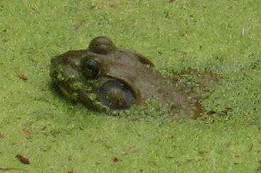 [bullfrog]