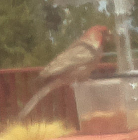 [House finch with the bad Raspberry Pi camera module]