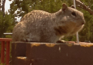 [rock squirrel with cheeks full of sunflower seeds]