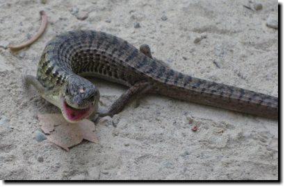 [Young and fierce alligator lizard]