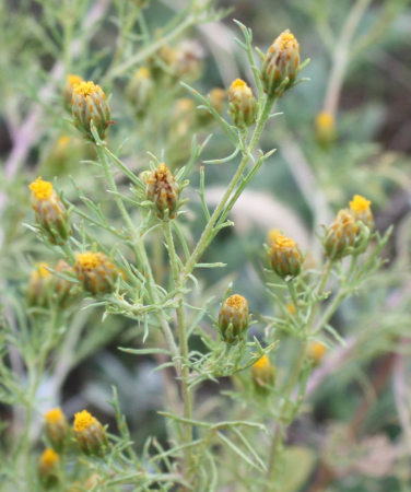 [Fetid marigold, which actually smells wonderfully minty]