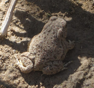 [Canyon Tree Frog on the Rio Grande]