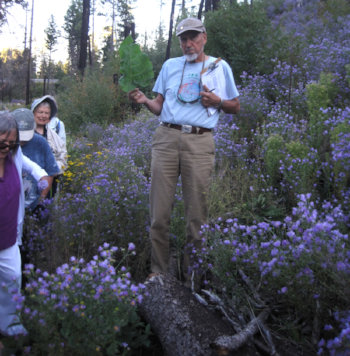 [Chick Keller shows a burdock leaf]