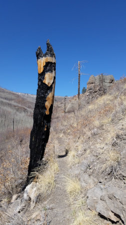 [Burned tree in Pajarito Canyon]