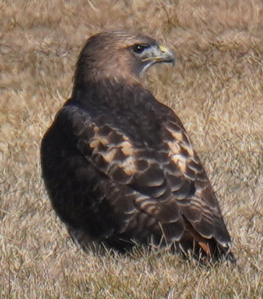[Red-tailed hawk impersonating a golden eagle]