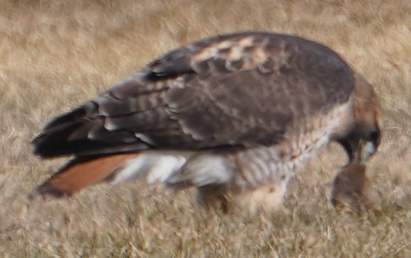 [Red-tailed hawk eating a gopher]