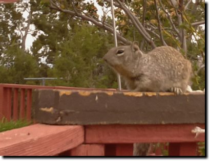 [Rock squirrel using Raspberry Pi camera]